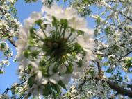 Велика Севастянівка з panoramio.com