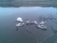 Майданівка - Останні фото