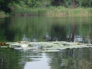 Діброва з panoramio.com