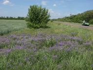 Добропілля з panoramio.com