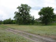 Сушки з panoramio.com