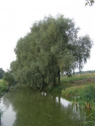 Лузанівка з panoramio.com