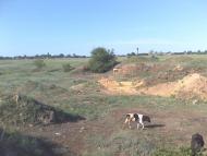 Новотимофіївка з panoramio.com