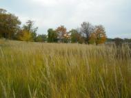 Олександрівка з panoramio.com