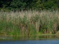 Куликове з panoramio.com