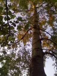 Пийтерфолво з panoramio.com
