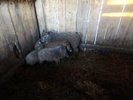 Звози з panoramio.com