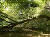 Боршна з panoramio.com