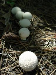 Тросне з panoramio.com