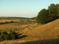 Крикливець з panoramio.com