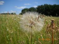 Мачухи з panoramio.com