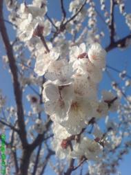 Нижньогірський з panoramio.com