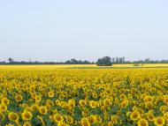 Новоселівка з panoramio.com