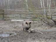 Звози з panoramio.com