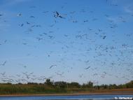 Базарове з panoramio.com