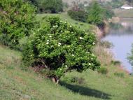 Новокурське з panoramio.com