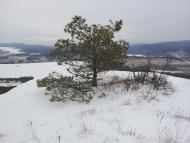 Каштанове з panoramio.com