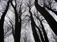 Олексіївка з panoramio.com