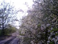 Макове з panoramio.com