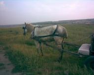 Садове - Останні фото