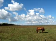 Куманівці з panoramio.com