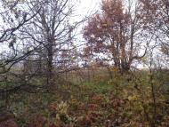 Козин з panoramio.com