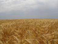 Дружелюбівка - Останні фото