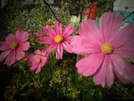 Думенки з panoramio.com