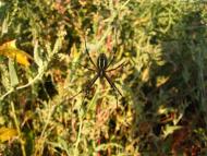 Новоселівка з panoramio.com