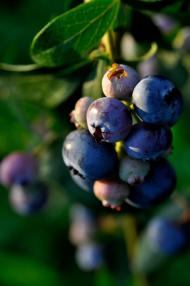 Красноїльськ з panoramio.com