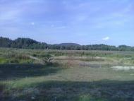 Savchytsi - Latest photos