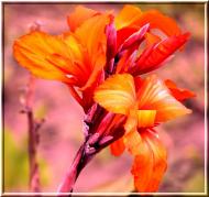 Масківці з panoramio.com