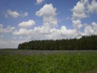 Лихачів з panoramio.com