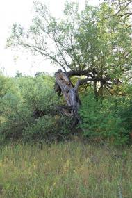 Холодне з panoramio.com