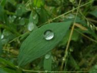 Кринички з panoramio.com