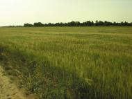 Селище з panoramio.com