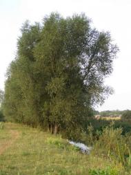 Лузанівка з panoramio.com