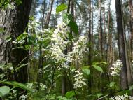 Зазим'я - Останні фото