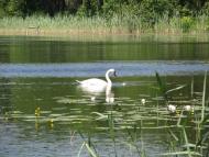 Дубечне з panoramio.com