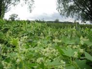 Демидів з panoramio.com