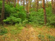 Селище з panoramio.com