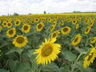 Янтарне з panoramio.com