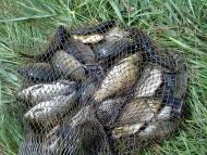 Гупалівка з panoramio.com