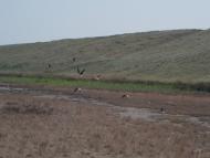 Аврора з panoramio.com