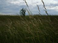 Фасова з panoramio.com