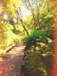 Богданівка з panoramio.com