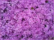 Вишнівчик з panoramio.com