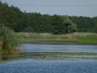 Куликове з panoramio.com