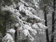 Дольськ з panoramio.com