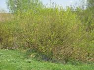 Кам'яногірка